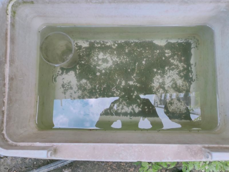 戶外積水容器未清除即會孳生病媒蚊孑孓